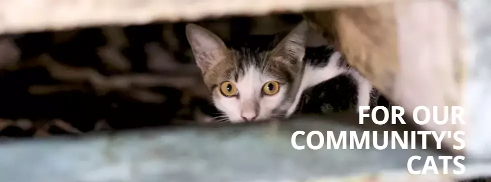 在新加坡去哪裏做義工?這22個地方,讓你和孩子的人生更有意義