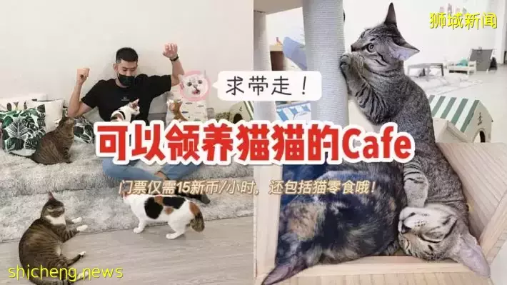 新加坡首家無籠貓咖@Cat Paradise🐈，還可以領養貓貓喔