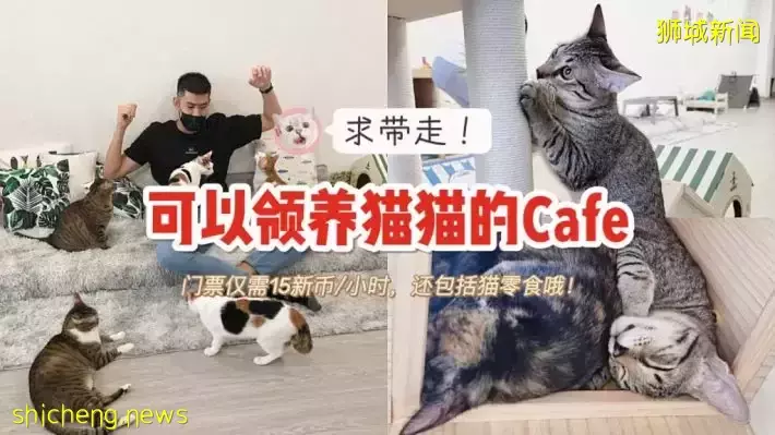 新加坡首家無籠貓咖@Cat Paradise🐈,還可以領養貓貓喔