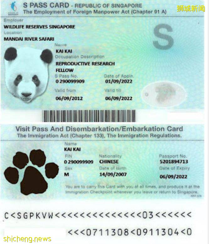 熊猫宝宝在新加坡诞下小宝贝!首只在新加坡出生的熊猫