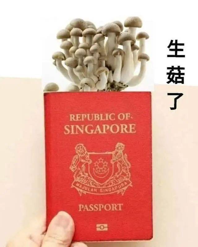 马来文化馆推出“甘榜格南华丽露营”体验,6分钟就被抢空