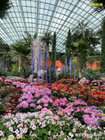 视觉冲击力超强,巨型玻璃雕塑“攻占”新加坡滨海湾