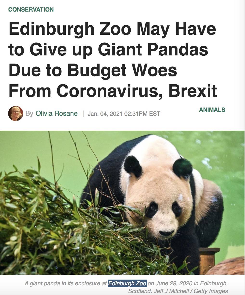 英国计划把大熊猫退回中国,养不起了~“看新加坡的熊猫多好命!”