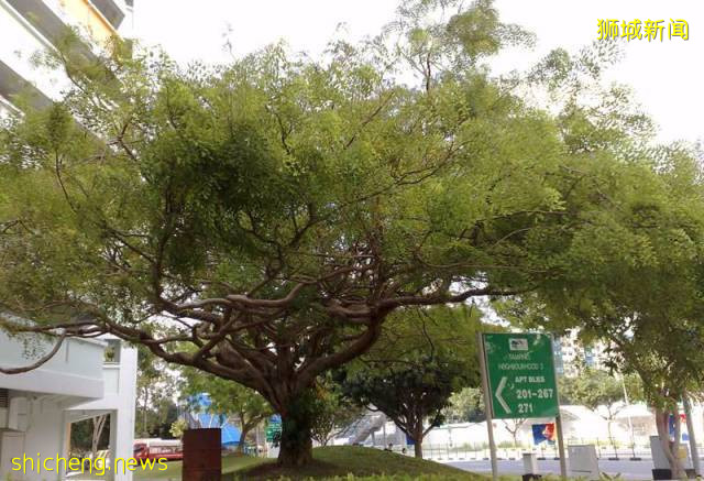 最全新加坡綠線地鐵站名字來由，你知道多少!