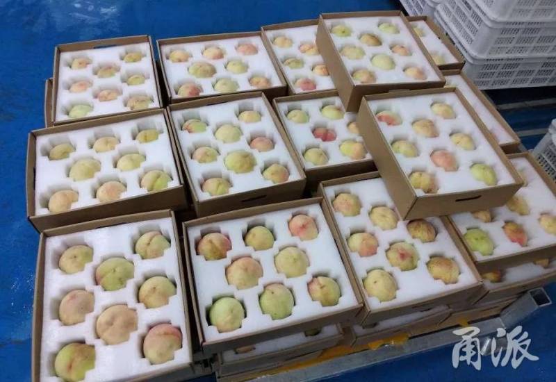奉化水蜜桃直销新加坡！看看迈出国门的桃子长啥样
