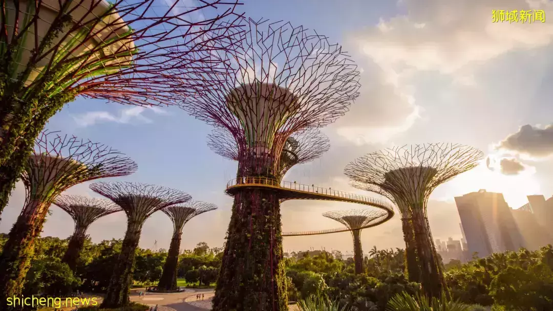 为什么初中毕业,可以直接去新加坡读大学