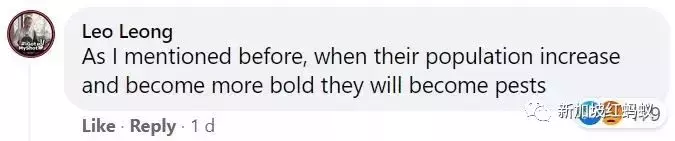 新加坡接连发生孔雀水獭伤人事件，引发舆论激辩到底该如何与野生动物共处