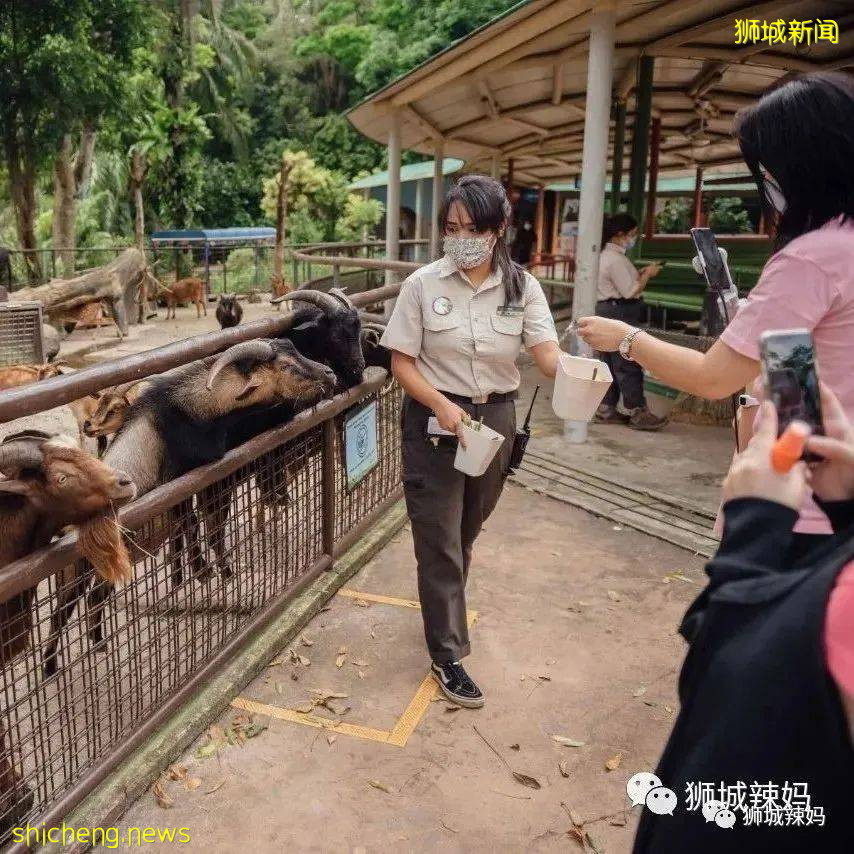 僅2天！新加坡動物園最牛的餵動物之旅，8折！還有幻光雨林和4大園5.5折起，搶啦