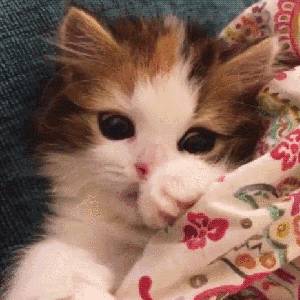 新加坡7大獨立放映室，拯救片荒的你