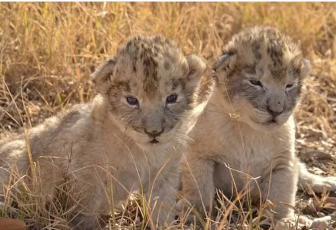 新加坡首個人工授精雄獅寶寶誕生!網友調侃:人工?給獅子授精?