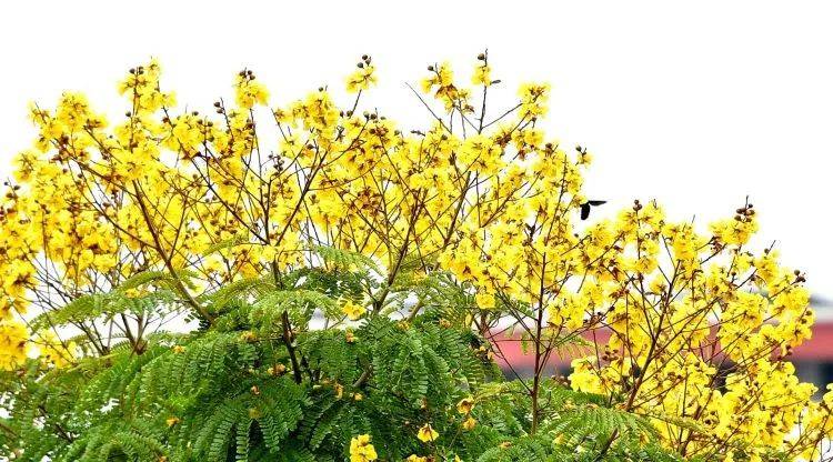 快看!新加坡到处都开花了,一大波美图刷屏