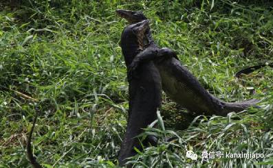 两条巨蜥在新加坡公园猛斗，只为了争取吃掉同伴