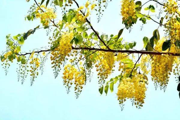 快看!新加坡到处都开花了,一大波美图刷屏