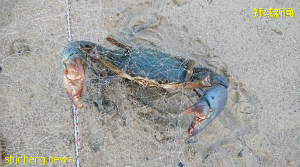 请保护新加坡生物多样性,禁止使用断子绝孙网