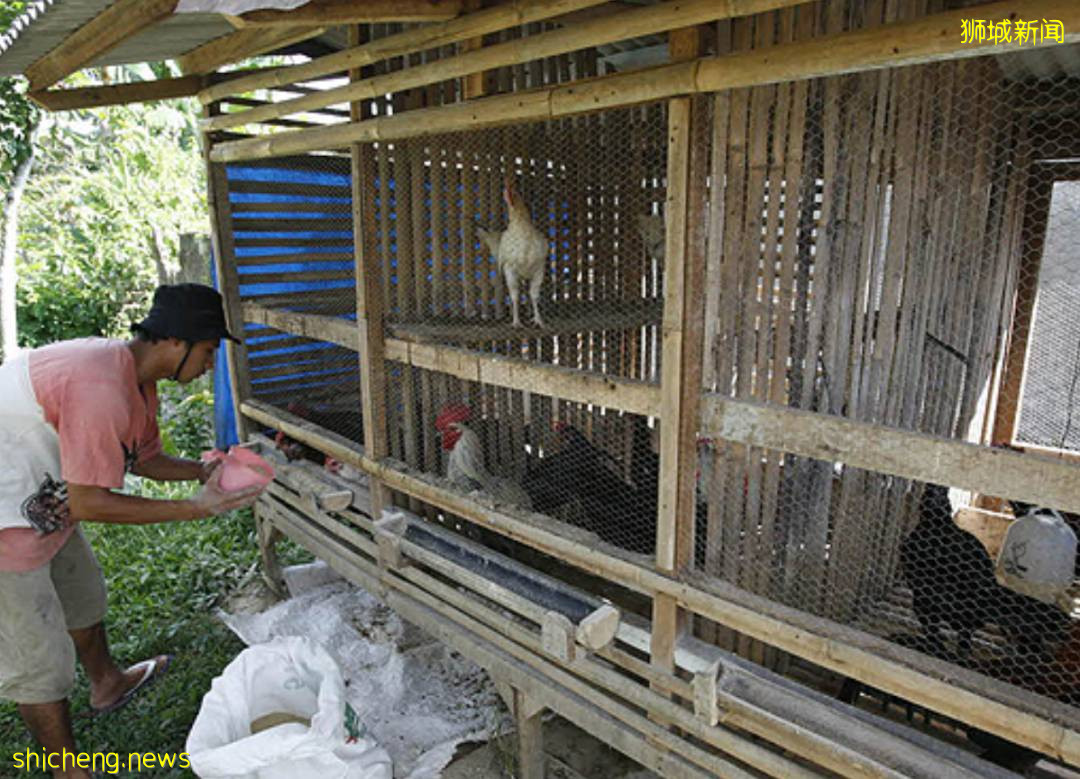 這種超級病菌比新冠還可怕，每年新加坡有8000多人感染