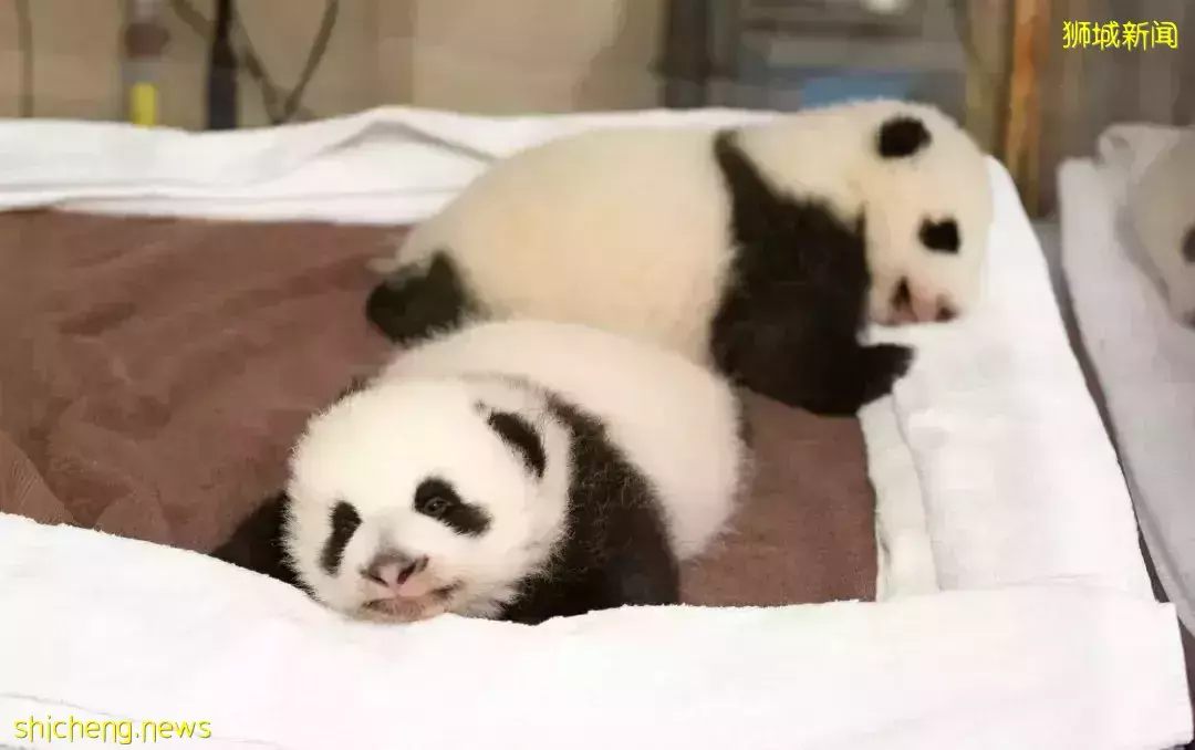 梵星、圓寶、小奇迹，海外“移民二代”熊貓叫什麽