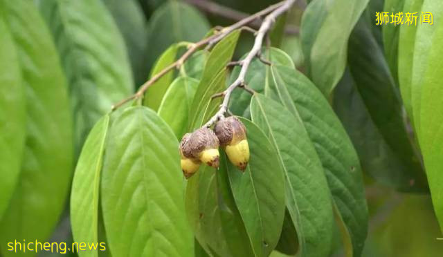 最全新加坡綠線地鐵站名字來由，你知道多少!