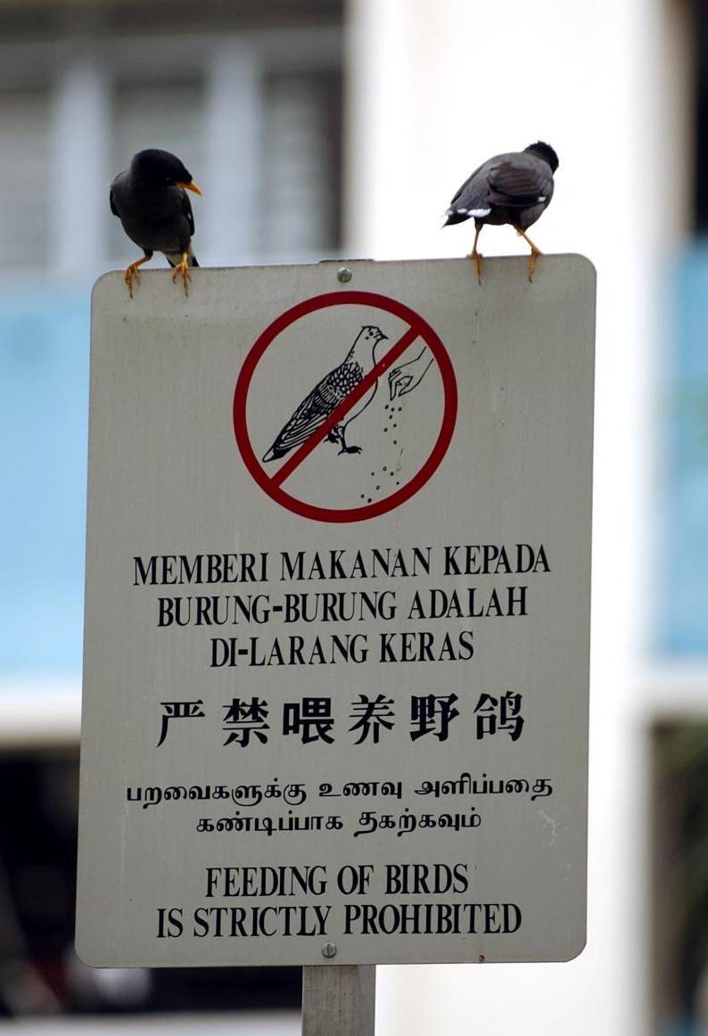 新加坡——A Fine City