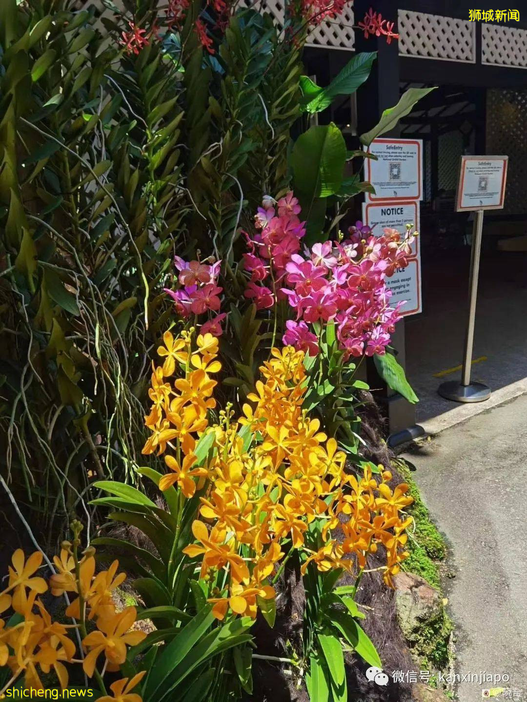 “因为疫情逃回中国后，我却天天盼著再去新加坡”