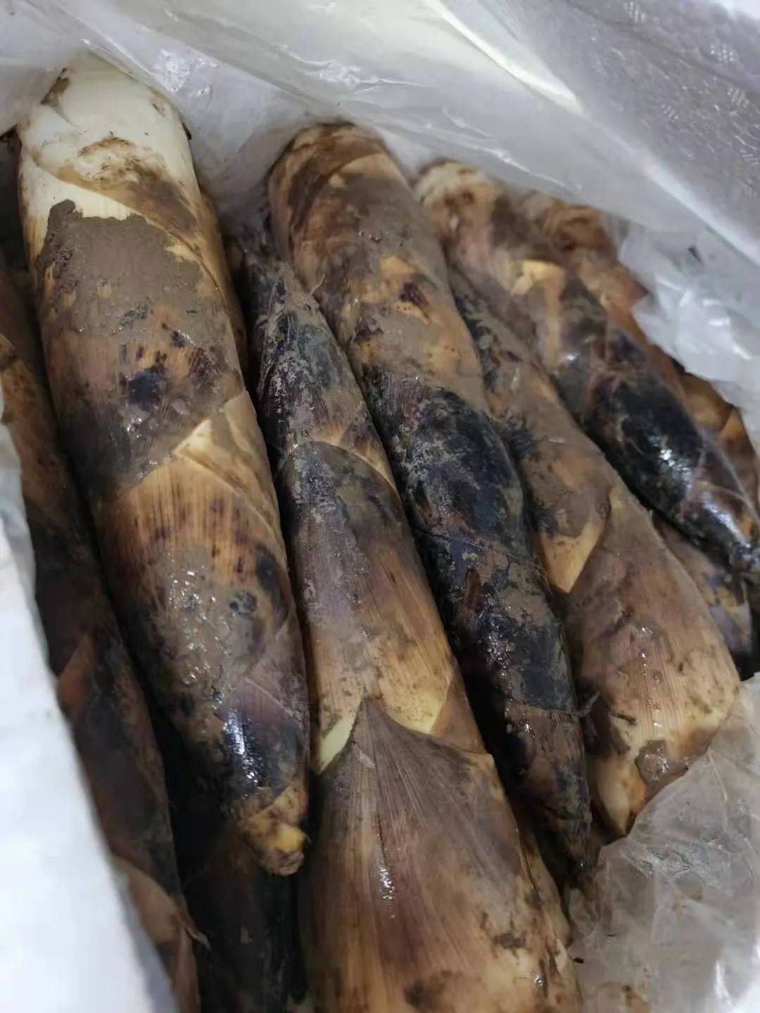 21號新貨到！！！貴妃芒，甯夏菜心，雪裏紅，新鮮百合，新鮮春筍….全國各地新鮮果蔬盡在獅城生鮮直購