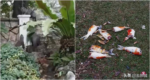 世界著名的新加坡“黑帮”败了,赢的是一群熊孩子