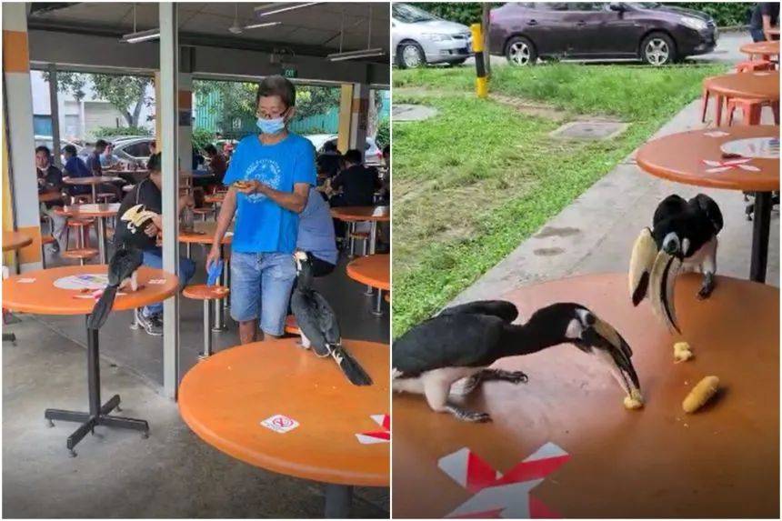 別在 NTU 餵豬了!新加坡的野生動物可不好惹