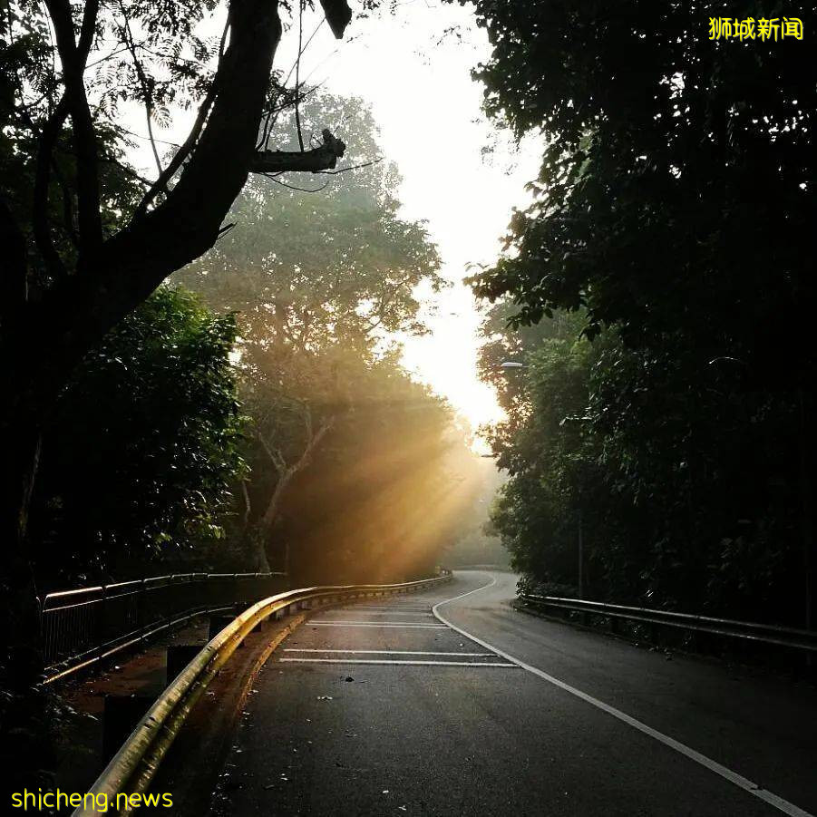 新加坡超火徒步路线!树梢吊桥、水映花树、长尾猴、松鼠、巨蜥,太美了