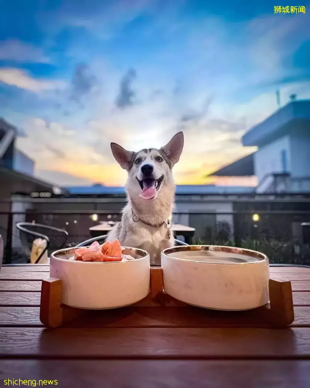 吃喝撸狗兩不誤!新加坡15家寵物友好咖啡廳 · 快上小可愛一起去體驗吧