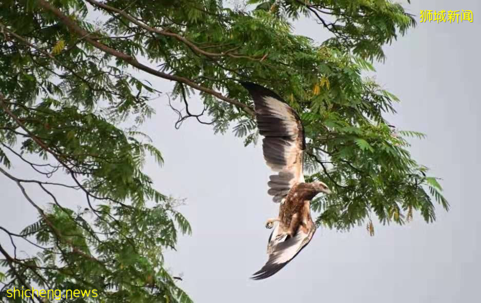 钓鱼人要注意，收好你们的鱼线鱼钩是对新加坡野生动物最好的爱护
