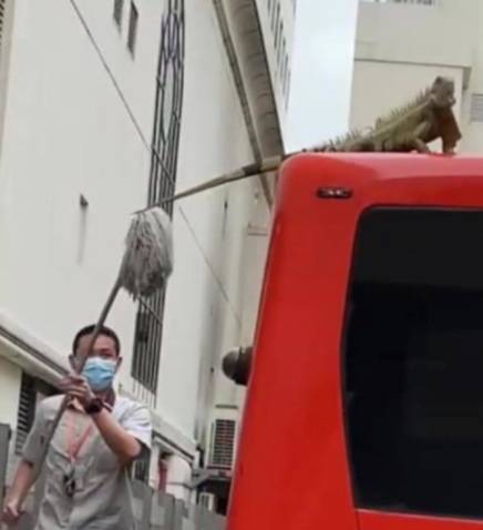 惊!新加坡蓄水池旁出现大量粉色生物……慎点