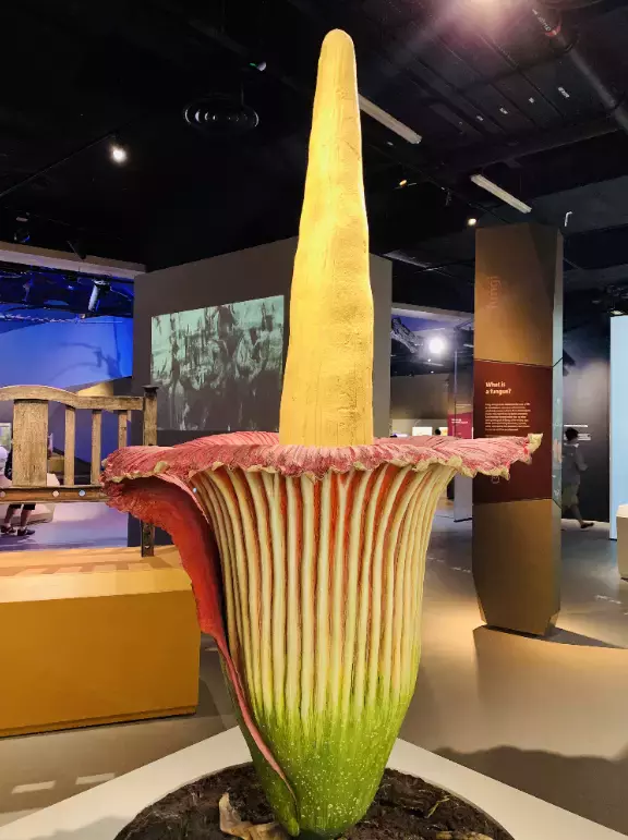 你見過熱戀中的水獺嗎