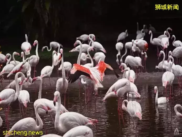 小朋友超爱！裕廊飞禽公园露营！和火烈鸟一起度过美好夜晚