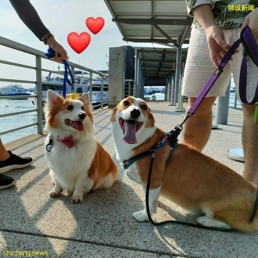 Sentosa Cove码头开通前往Lazarus快艇航线！仅需15新币起，出海去玩咯