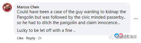称担心蚂蚁会伤害穿山甲 新加坡男子将它运往别处放生被罚5000新元
