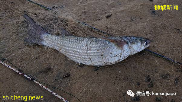 数十只幼年礁鲨、螃蟹、鱼在新加坡外岛被长500米刺网勒死