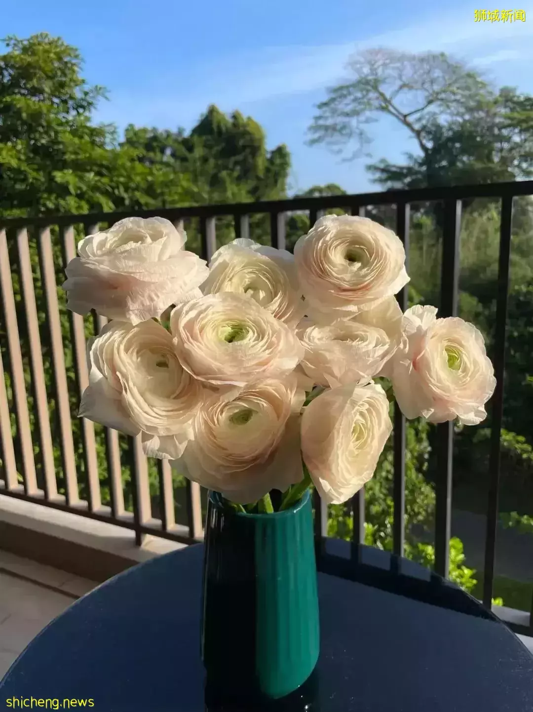 鮮花在熱帶也能養1個月？資深花友新加坡買花、養護大揭秘