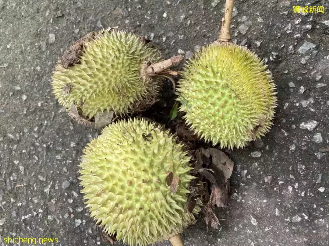 榴梿、野豬、猴子、各種魚蟹……體驗“新加坡最後的農村”