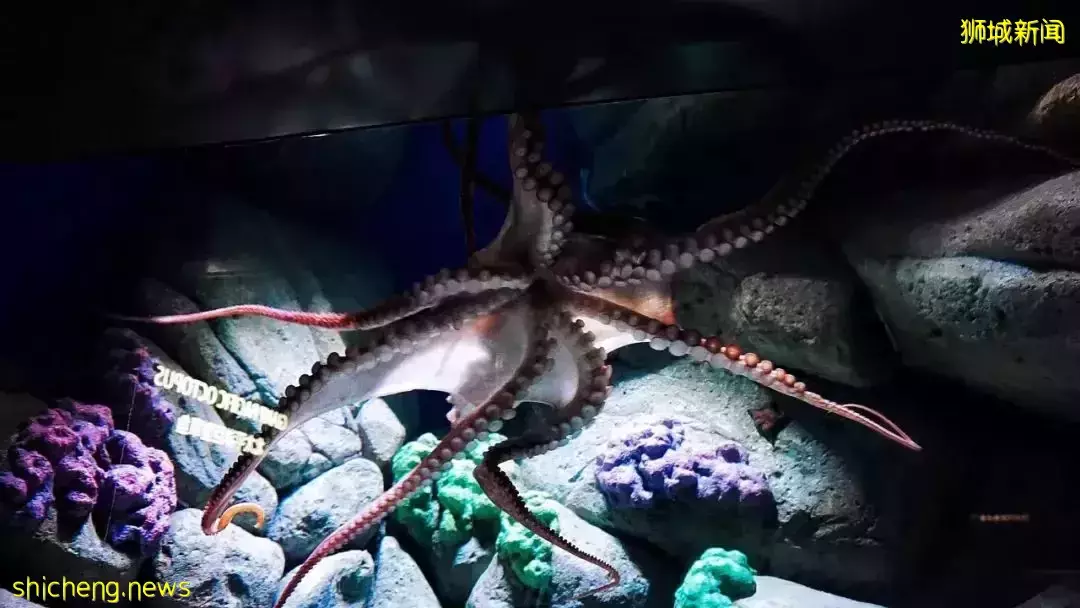 又是想去新加坡旅游的第N+1天！先收藏这份‘新加坡旅行攻略’来解馋吧