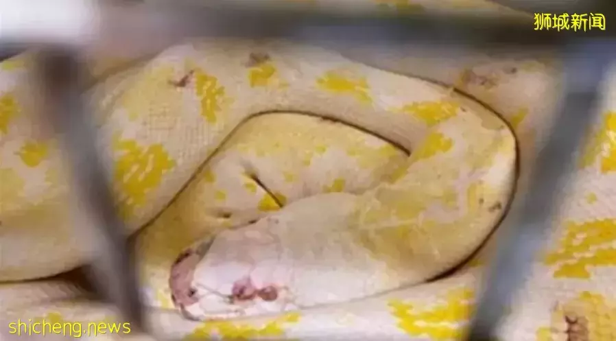 大马司机为300走私网纹蟒蛇　得不偿失判罚1万5000