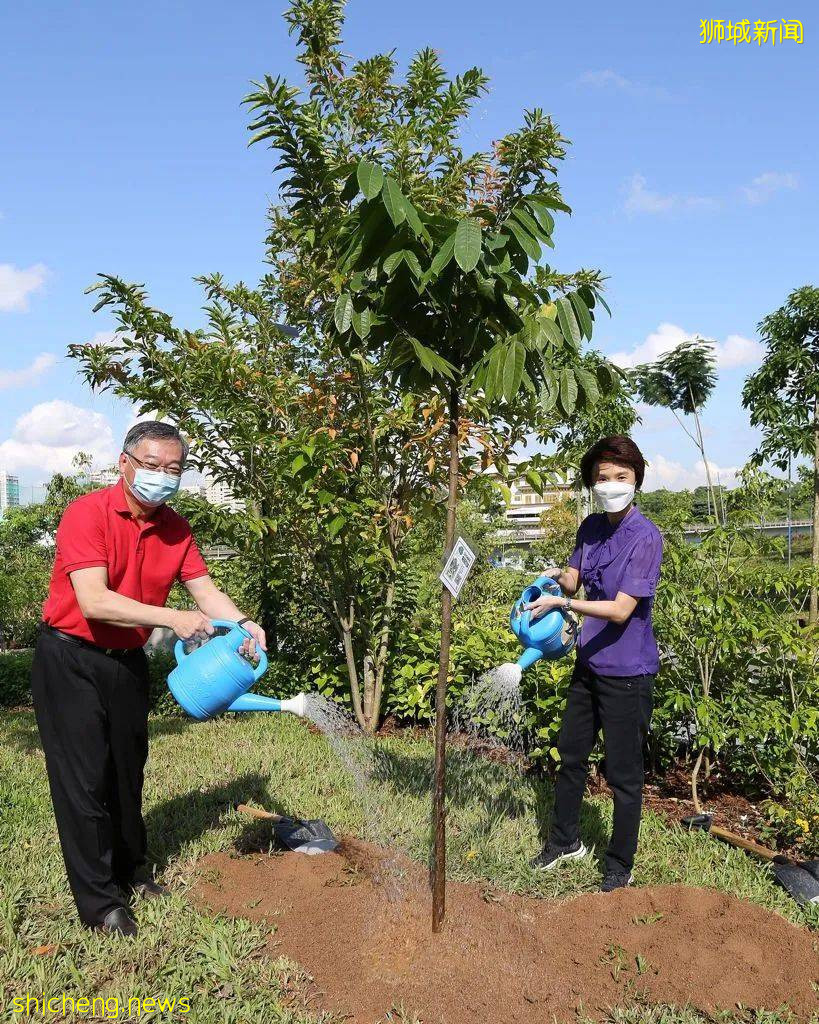 新加坡武吉甘柏公園開幕，蝴蝶園、遛狗場、山丘步道，登高遠眺好去處