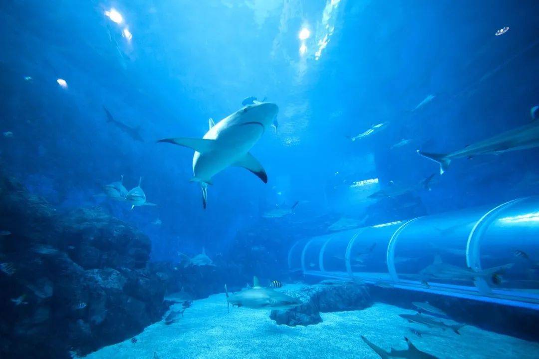 遛娃胜地新加坡!盘点那些让娃流连忘返的主题乐园