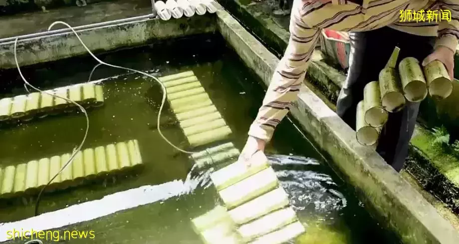 新加坡居然也有小龍蝦養殖場？還享受“總統套房”