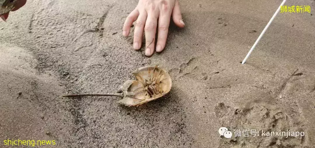 新加坡“趕海”全攻略!遇見了這麽多神奇的生物