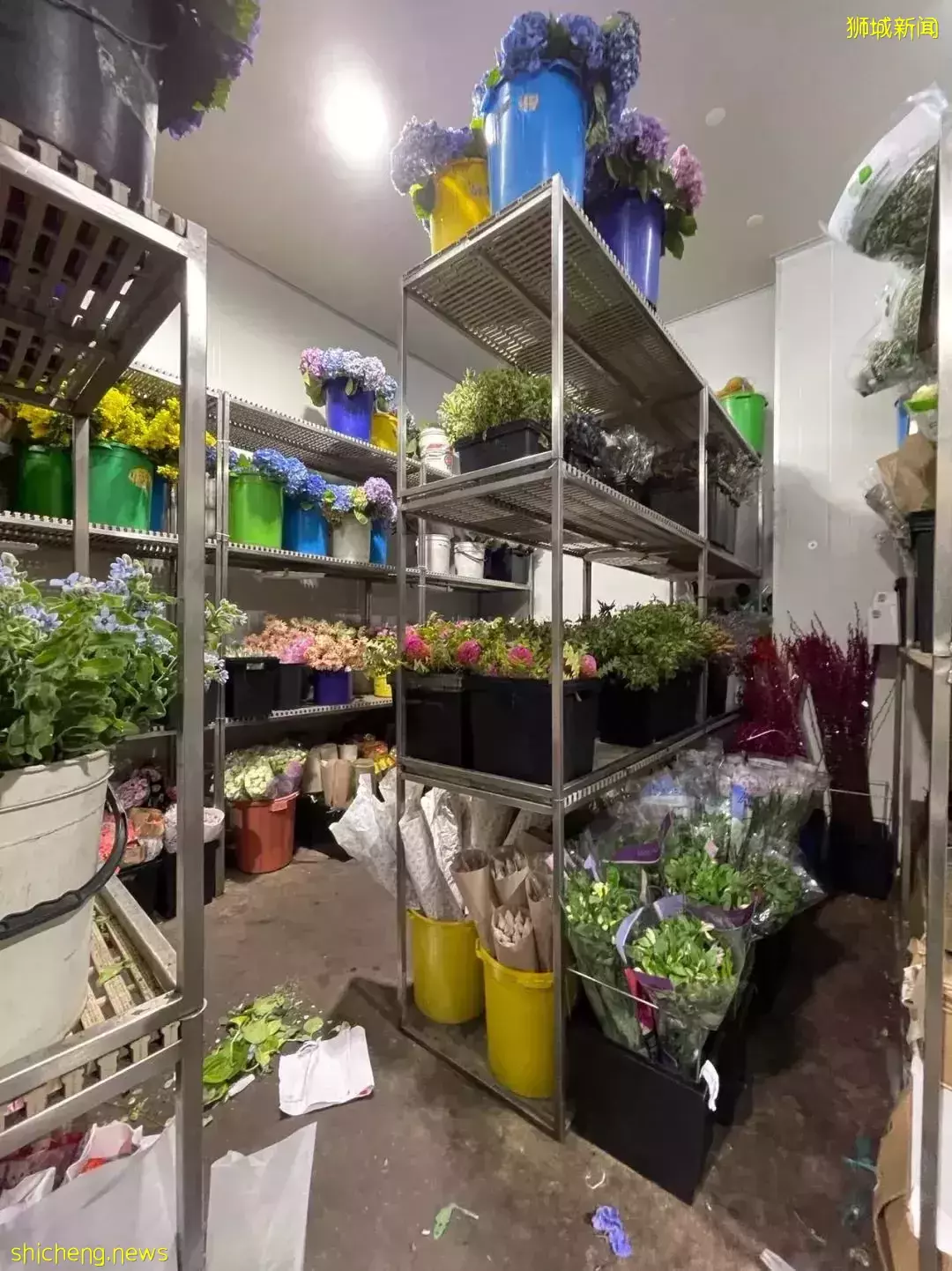 鮮花在熱帶也能養1個月？資深花友新加坡買花、養護大揭秘