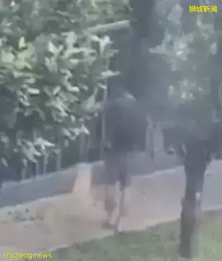 虐狗惹众怒！三巴旺一带男孩遛狗直接将狗绳提起狗狗被悬空