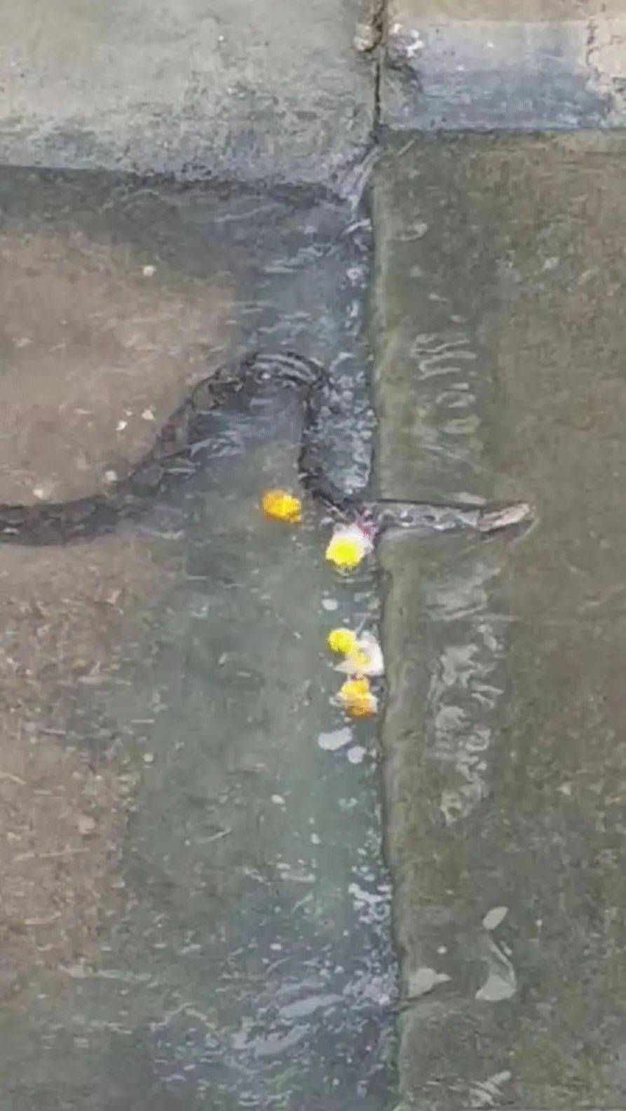 莫慌!在新加坡看到巨蟒游泳冷静处理最安全