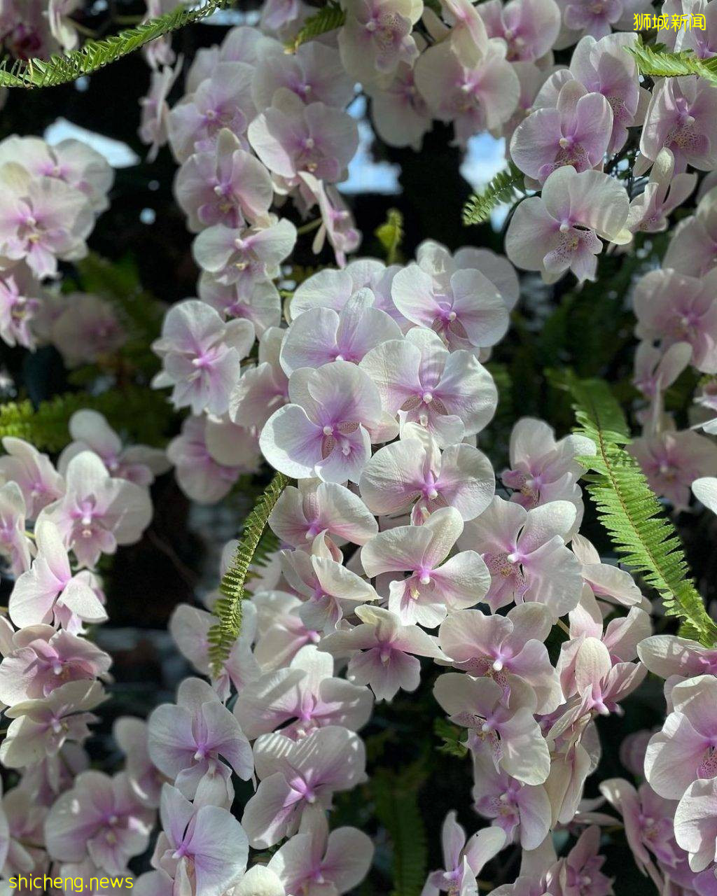 滨海湾花园云雾林“兰花仙境”💐面积扩大三倍✨常设展+不固定更新、展出超过1000朵胡姬花