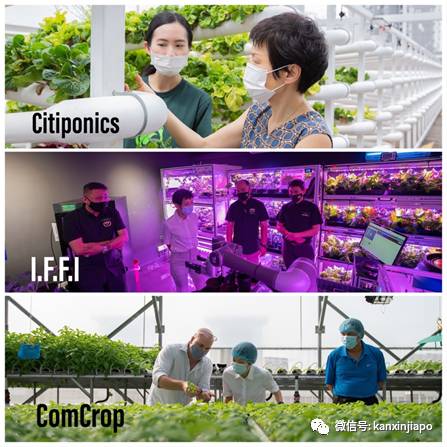 46000吨台湾凤梨被中国大陆拒之门外!其中25吨下周运抵新加坡