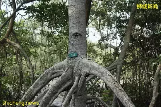 《即刻隨心所想，心想獅城》新加坡生態遊系列2