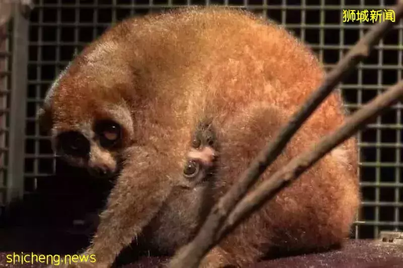 新加坡這裏的新生兒數字去年翻倍！這是怎麽一回事